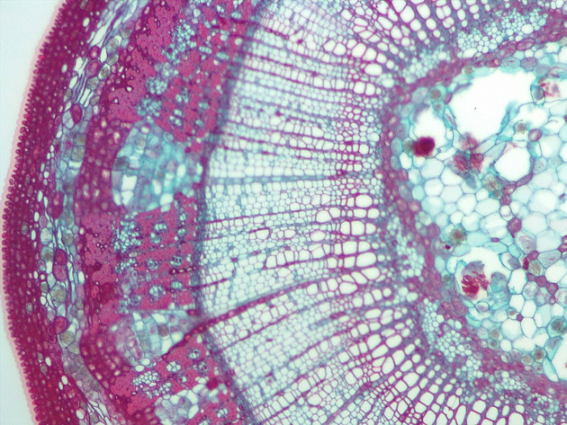 Tilia Stem CS Slides - Tilia Stem CS 01 100X